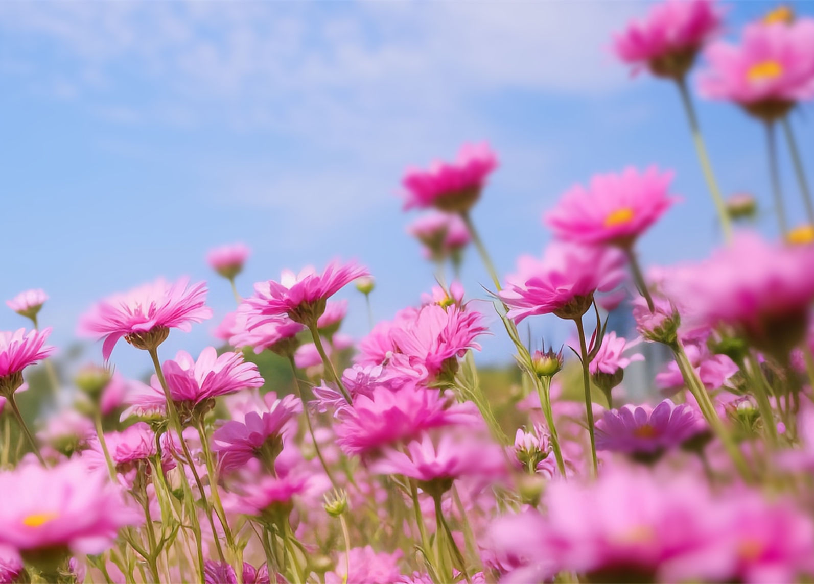 凜冬終散，執(zhí)著盼春 