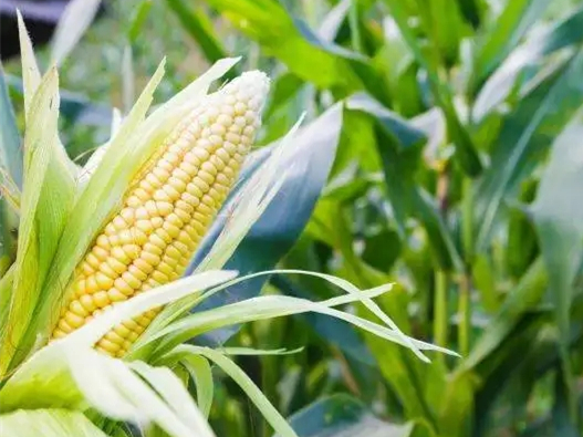 感恩農(nóng)民，珍惜糧食