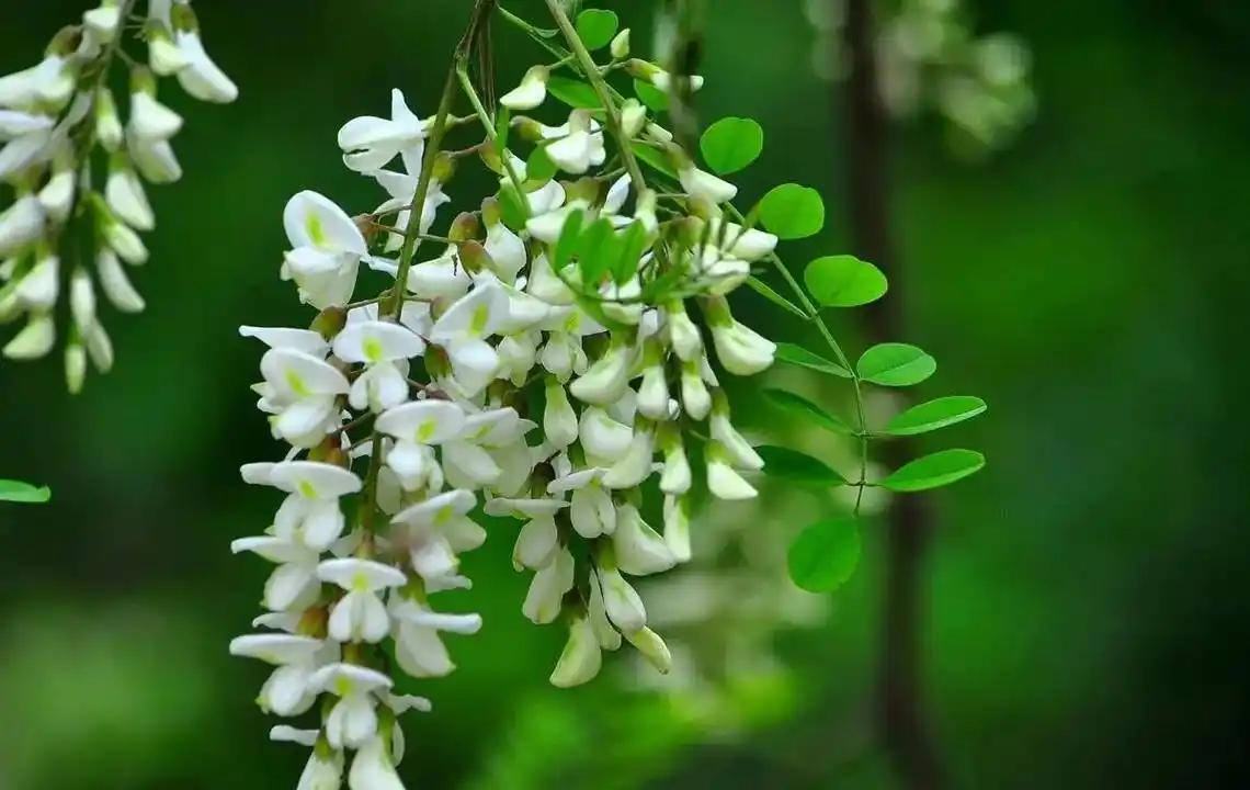 槐花靜拂案頭香