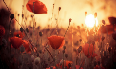 夕陽下美麗的拌合站