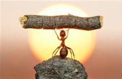 小螞蟻的生活哲學(xué)