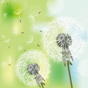 你若盛開，清風(fēng)自來