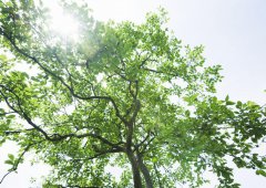 學(xué)會放棄，勇于擔(dān)當(dāng)