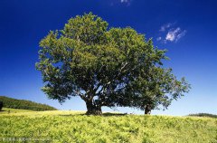 成長(zhǎng)在于積累