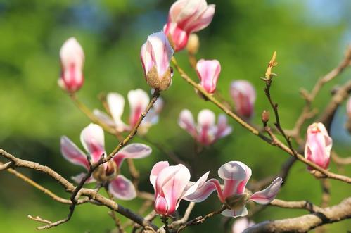 一年之計在于春，擼起袖子加油干