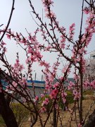 春季“行動時”