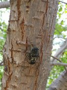 居高聲自遠，非是借秋風