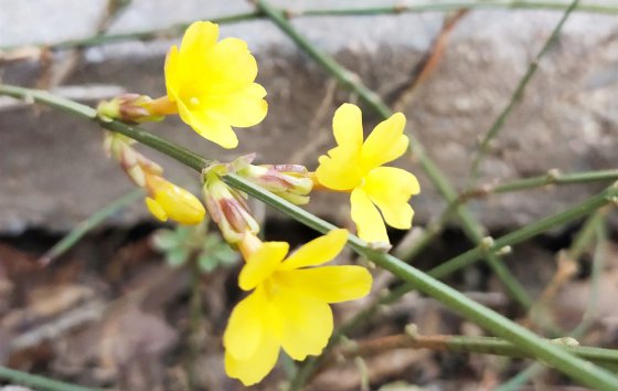 春天已經(jīng)到來，勝利的腳步還會(huì)遠(yuǎn)嗎？