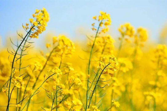 待到疫情散去，一起笑看春暖花開