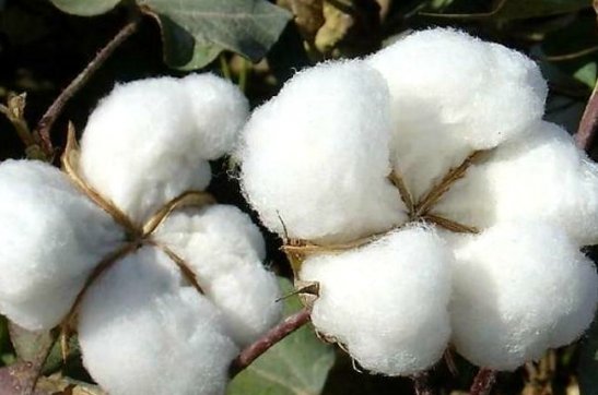 度之往事，驗(yàn)之來事——我與新疆棉的故事